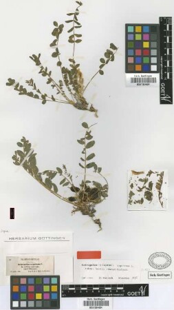 Astragalus caprinus L.