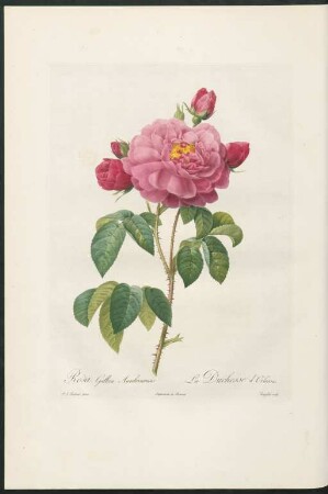 Rosa Gallica Aurelianensis. La Duchesse d'Orléans. Langlois sculp.