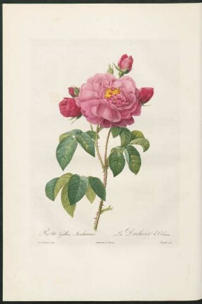 Rosa Gallica Aurelianensis. La Duchesse d'Orléans. Langlois sculp.