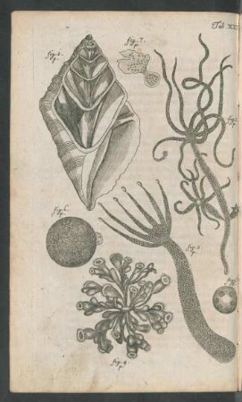 Tab. XXI. fig. 1. p. - fig. 7. p.