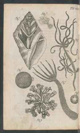 Tab. XXI. fig. 1. p. - fig. 7. p.