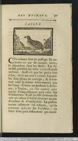 Caille