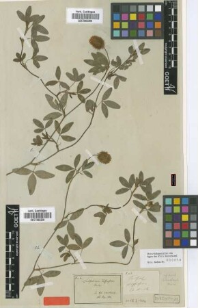 Trifolium diffusum Ehrh. [type]
