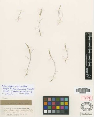 Festuca aleppica Hochst. ex Steud. [isotype]