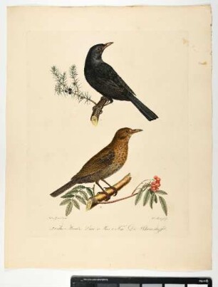 Turdus Merula. Linn. 1. Mas. 2. Fem. Die Schwarzdrossel. - Amsel. Turdus merula; mas. fem. - Zeichner: Ambrosius Gabler; Stecher: Johann Carl Bock
