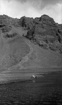 Trinkende Schafe, Island