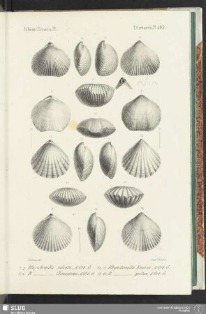 Pl. 495