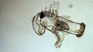 Phoronis muelleri 1 actinotrocha Helgoland 2017