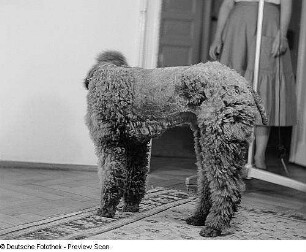 Porträt Axel, Hund von Prof. Gustav Fritzsche
