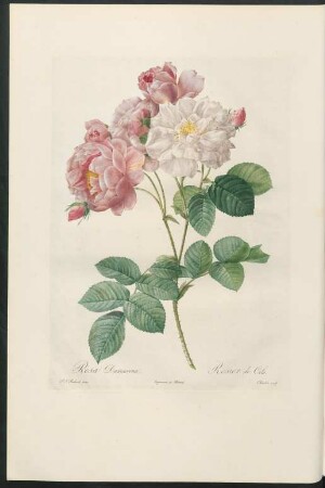 Rosa Damascena. Rosier de Cels. Charlin sculp.