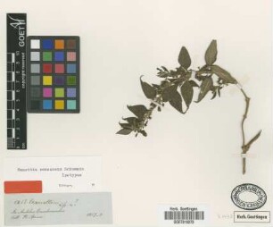 Manettia canescens K.Schum. [isotype]