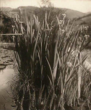 Glashütte. Sumpf-Schwertlilie (Iris pseudacorus) und Tannenwedel im Teich am Berghang