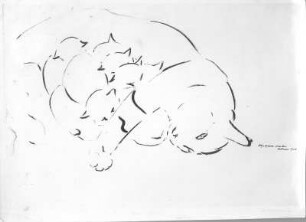 Katzenmutter. Tuschezeichnung (1938; E. Richter). Dresden-Südvorstadt, Eisenstuckstraße, Atelier der Künstlerin