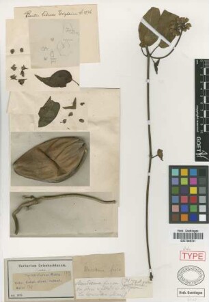 Marsdenia fusca C.Wright ex Griseb. [type]