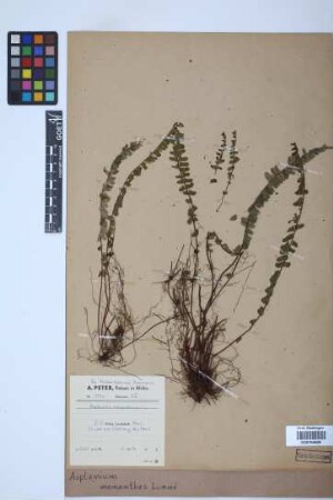 Asplenium monanthes