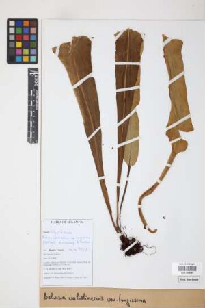 Belvisia validinervis var. longissima (Holttum) Hovenkamp & Franken