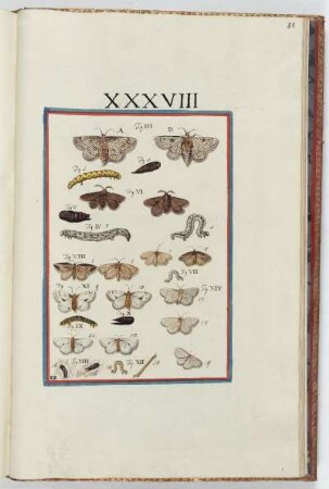 Tafel XXXVIII