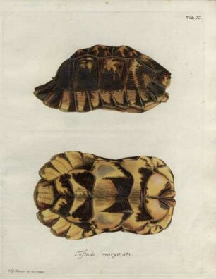 Tab. XI. Testudo marginata.