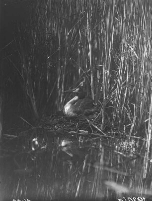 Haubentaucher : Haubentaucher (Podiceps cristatus Linnaeus) brütend.