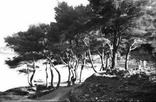 Lopud: kleiner Wald von Sunj