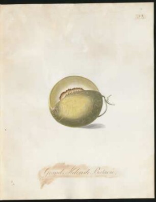 Grand Melon de Batavie