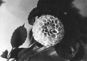 Garten-Dahlie - Dahlia variabilis, Blüte