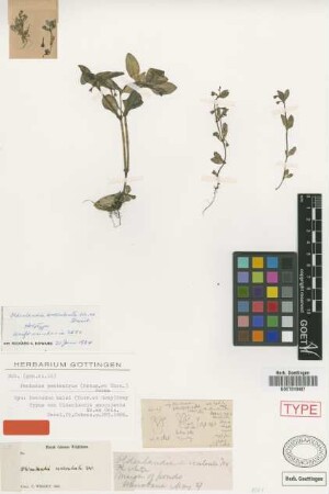 Oldenlandia succulenta C.Wright ex Griseb.
