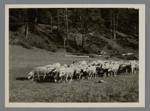 Eine Schafherde auf der Weide