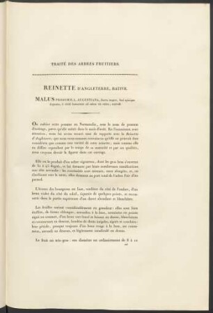 Reinette D' Angleterre, Hative. Malus Prosomila, Augustiana ...