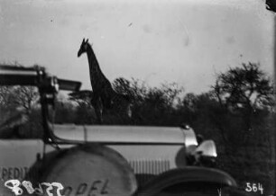 Opel und Giraffen : Expeditionsautomobil mit Giraffen in einer Savannenlandschaft