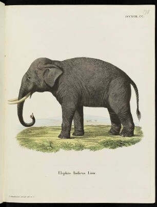 CCCXVII. CC. Elephas Indicus Linn.