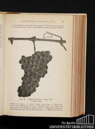 Fig. 59. - Mammolo nero (ex Amp. ital.) 1/2 grand. nat.