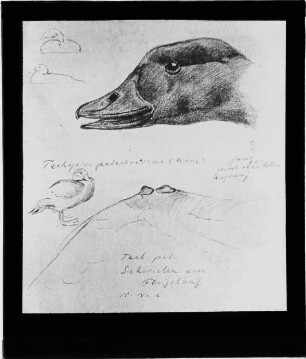 Tachyeres patachonicus (King, 1831)