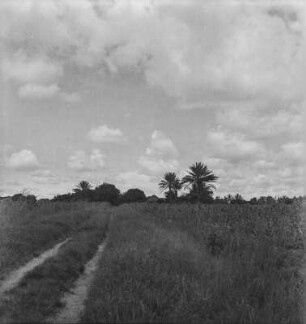 Feldweg : Blich entlang eines Feldweges