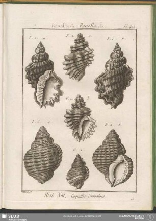 Pl. 414. Ranelle, &c. Ranella, &c.