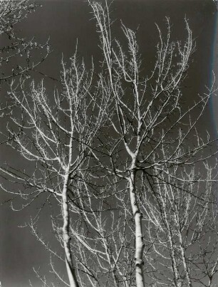 Kahler Baum von Unten