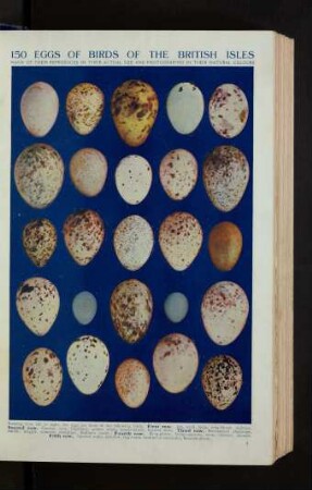 Tafel: 150 eggs of birds of the British Isles
