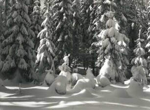 Osterzgebirge. Winterwald zwischen Altenberg Und Kahleberg
