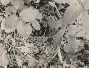 Nachtigall (Luscinia megarhynchos BREHM.), Nest mit Gelege