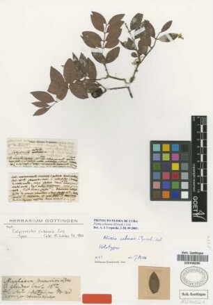 Calycorectes cubensis Griseb. [holotype]