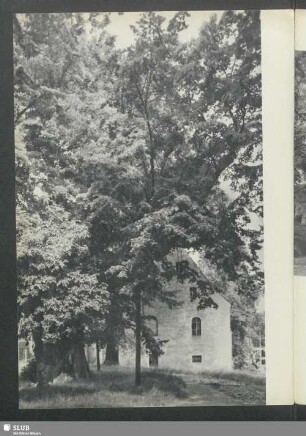 Die Torstenson-Linde