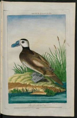 Blauschnäblichte Ente