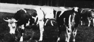 Fotografie: Milchviehhaltung, Weidehaltung, Halsbandtransponder, Individualdistanz