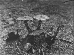 Dunkler Hallimasch und Maronen-Röhrling : Dunkler Hallimasch (Armillaria solidipes Peck) und Maronen-Röhrling (Imleria badia Fries).