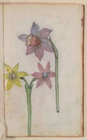 Narzissen [aus einem Skizzenbuch der Marianne Franziska Seiffert von Klettenberg]