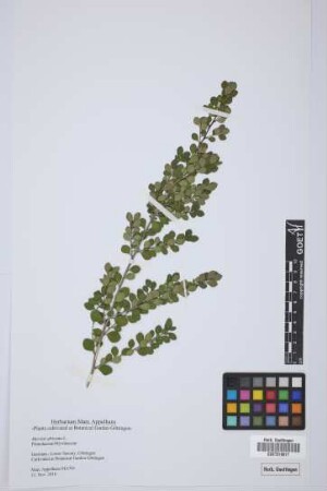 Myrsine africana L.