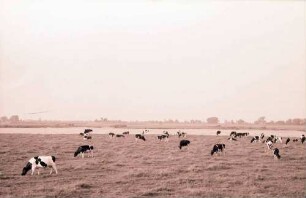 Hitzacker: Weideland an der Elbe
