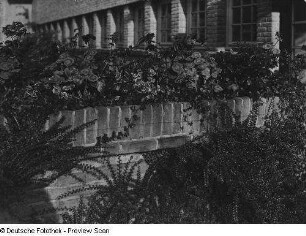 Mauer an einer Schule mit blühenden Blumen und Ziersträuchern