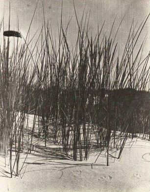 Norderney. Strandhafer (Ammophila)