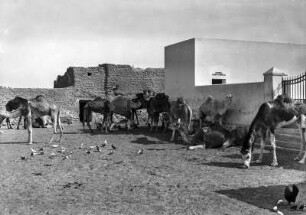 Kamele : Eine Herde Reitkamele im Fort von Ghadames